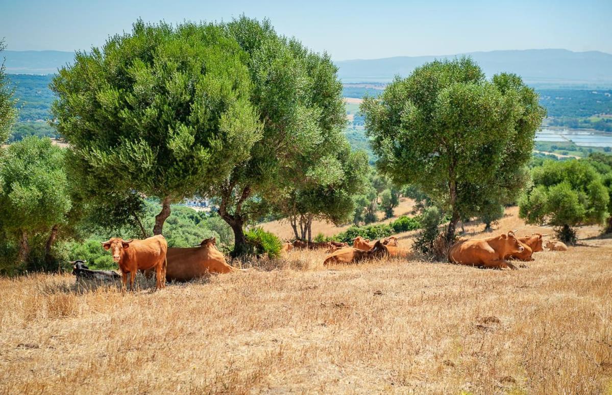 Nocleg ze śniadaniem La Casa Del Torero Vejer de la Frontera